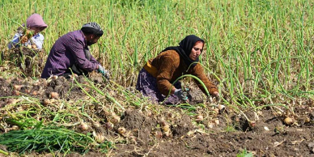 İklim değişikliği hasadı 2 hafta geciktirdi: Kilosunun en az 15 TL olması bekleniyor 1